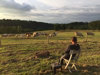 Cows behind our house